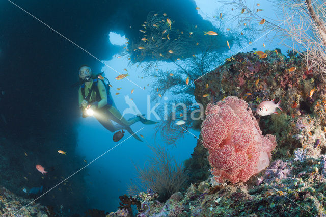 Rood Zacht koraal (Dendronephthya mucronata)