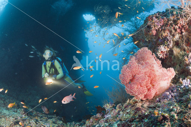 red Soft coral (Dendronephthya mucronata)