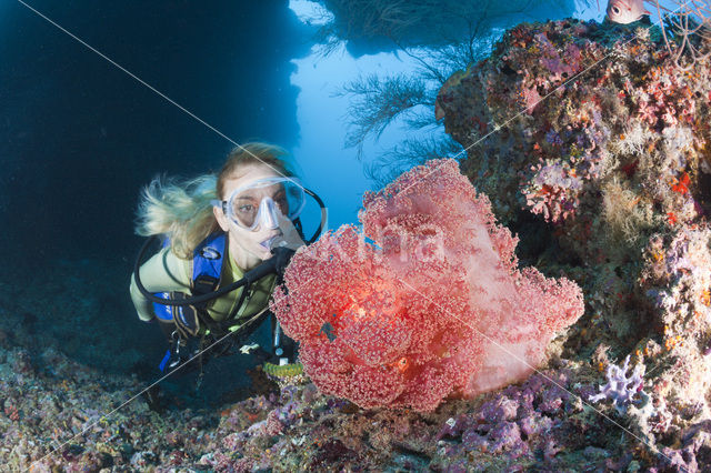 Rood Zacht koraal (Dendronephthya mucronata)