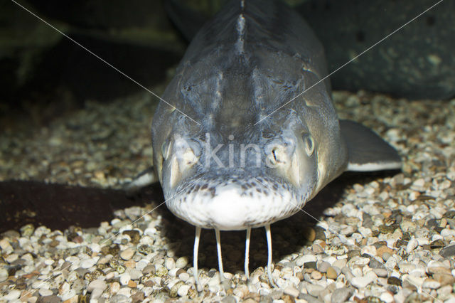 Russian sturgeon (Acipenser gueldenstaedtii)