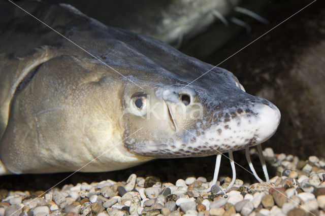 Russian sturgeon (Acipenser gueldenstaedtii)