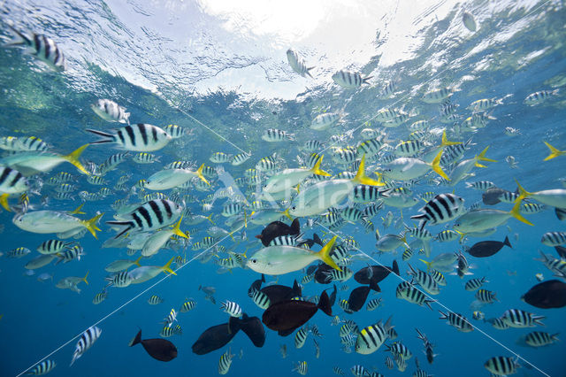 Sergeant Major (Abudefduf saxatilis)