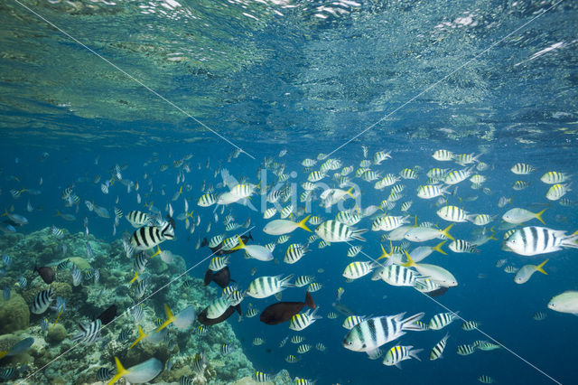 Sergeant Major (Abudefduf saxatilis)