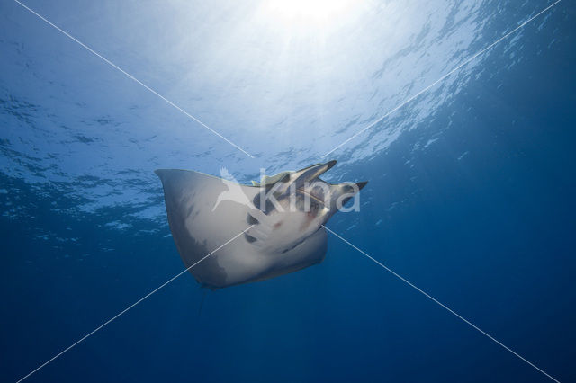 Box Ray