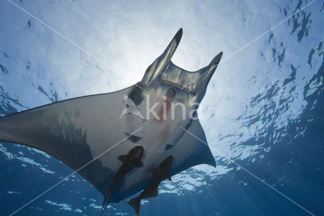 Box Ray