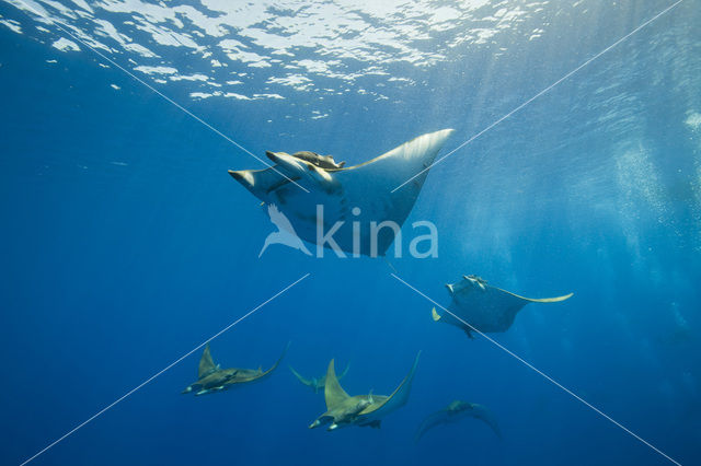 Sikkelvinduivelsrog (Mobula tarapacana)