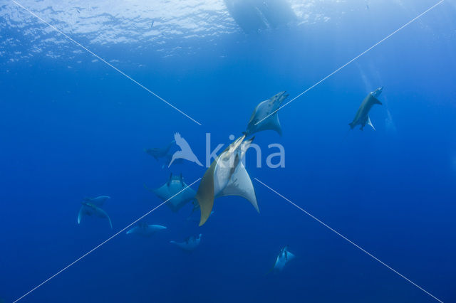 Sikkelvinduivelsrog (Mobula tarapacana)