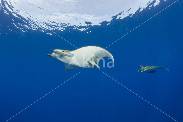 Sikkelvinduivelsrog (Mobula tarapacana)