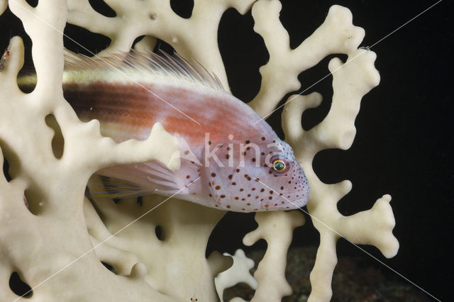 Forster’s hawkfish