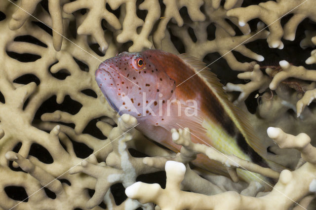 Slanke koraalklimmer (Paracirrhites forsteri)