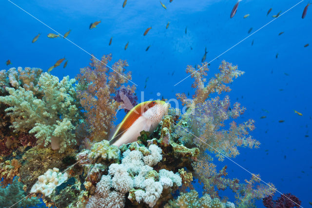 Forster’s hawkfish