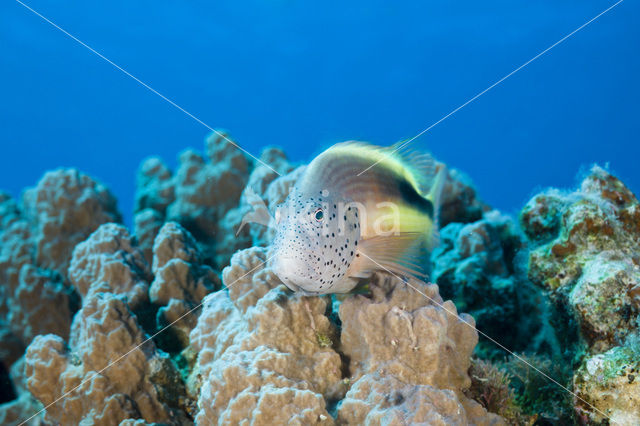 Slanke koraalklimmer (Paracirrhites forsteri)