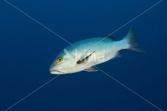 Two-spot red snapper (Lutjanus bohar)