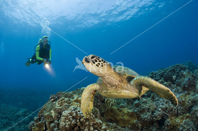 Soepschildpad (Chelonia mydas)