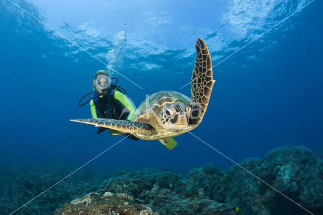 Soepschildpad (Chelonia mydas)