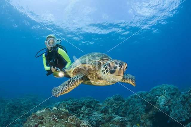 Soepschildpad (Chelonia mydas)