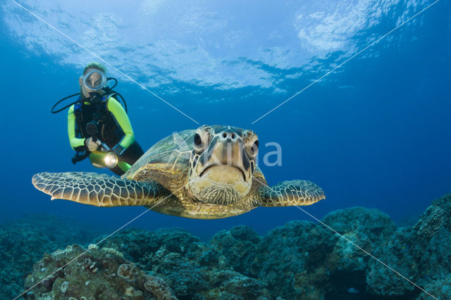 Soepschildpad (Chelonia mydas)