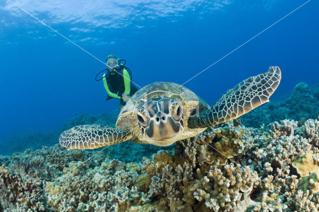 Green Turtle (Chelonia mydas)