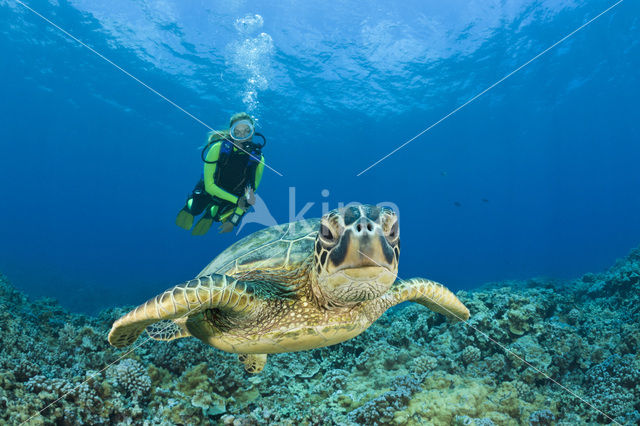 Soepschildpad (Chelonia mydas)