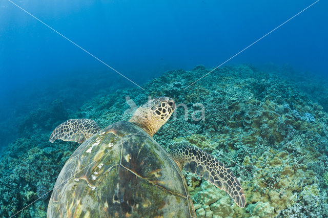 Soepschildpad (Chelonia mydas)