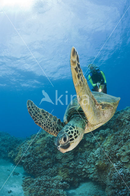 Green Turtle (Chelonia mydas)