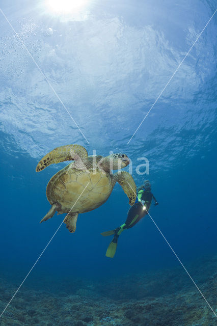 Soepschildpad (Chelonia mydas)