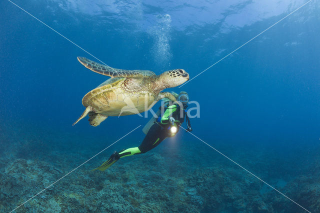 Soepschildpad (Chelonia mydas)