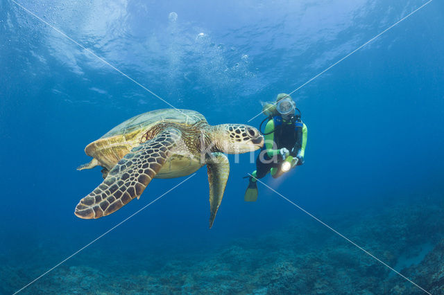 Soepschildpad (Chelonia mydas)