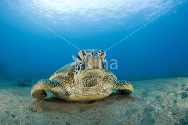 Soepschildpad (Chelonia mydas)