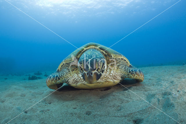 Soepschildpad (Chelonia mydas)