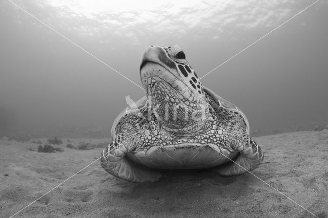 Soepschildpad (Chelonia mydas)