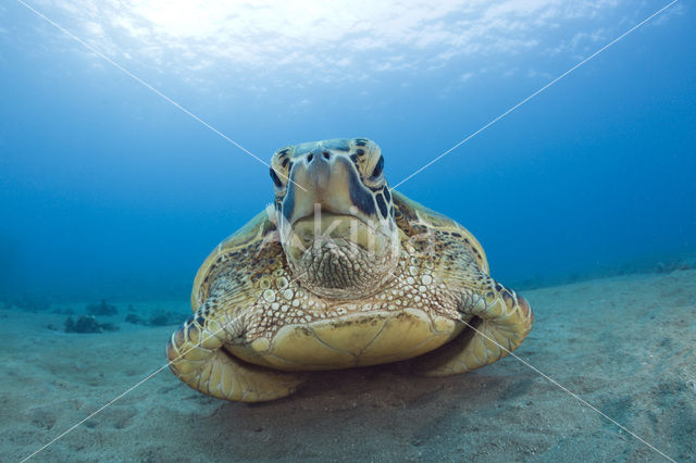 Green Turtle (Chelonia mydas)