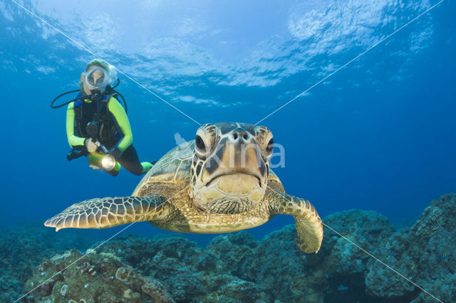 Green Turtle (Chelonia mydas)