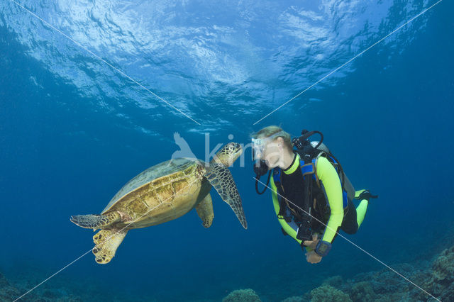 Soepschildpad (Chelonia mydas)