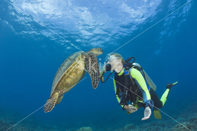 Soepschildpad (Chelonia mydas)