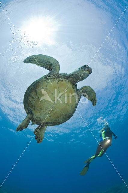 Soepschildpad (Chelonia mydas)