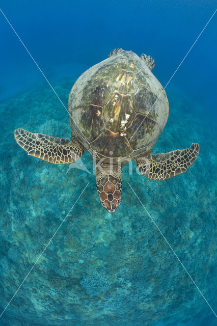 Green Turtle (Chelonia mydas)