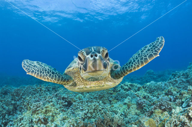 Soepschildpad (Chelonia mydas)