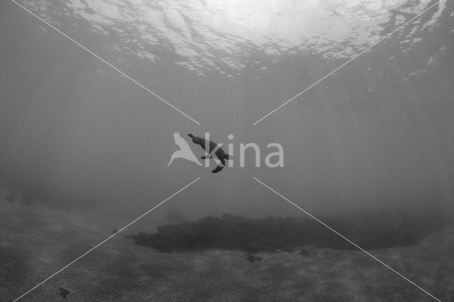 Green Turtle (Chelonia mydas)