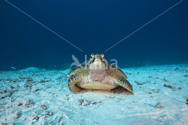 Soepschildpad (Chelonia mydas)