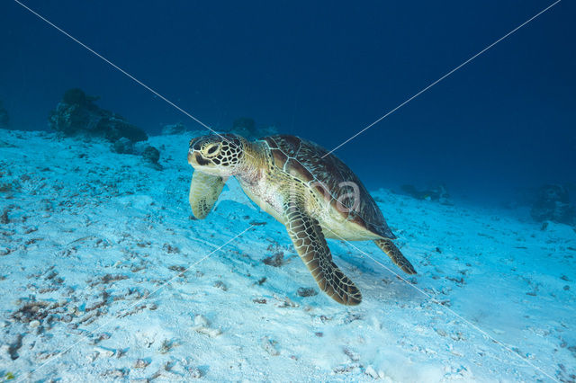 Soepschildpad (Chelonia mydas)