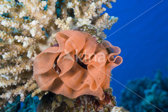 Spanish dancer (Hexabranchus sanguineus)
