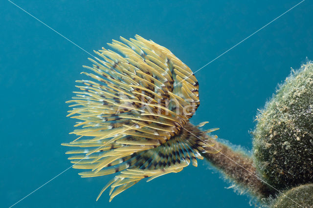 Fanworm (Spirographis spallanzanii)