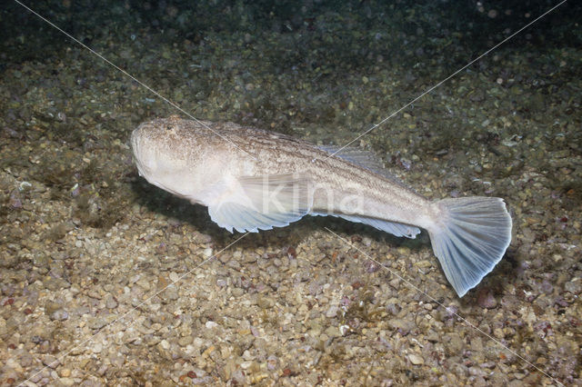 Atlantic stargazer (Uranoscopus scaber)