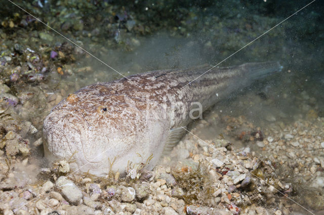 Sterrenkijker (Uranoscopus scaber)