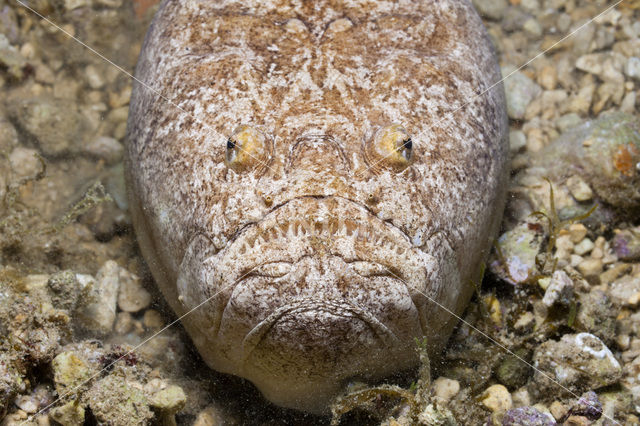 Sterrenkijker (Uranoscopus scaber)