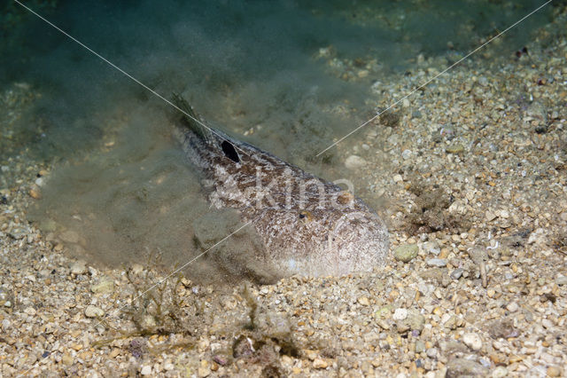 Sterrenkijker (Uranoscopus scaber)