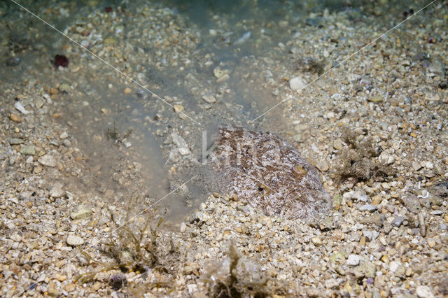 Atlantic stargazer (Uranoscopus scaber)