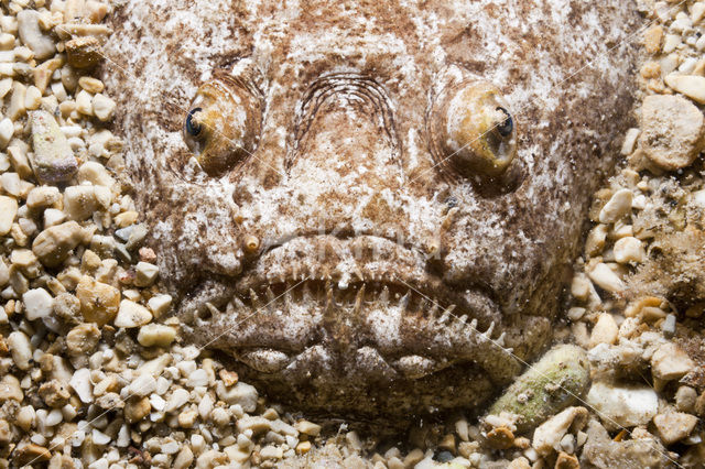 Atlantic stargazer (Uranoscopus scaber)