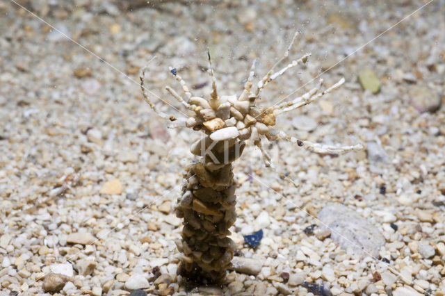 Stone Tube Worm (Eupolymnia nebulosa)